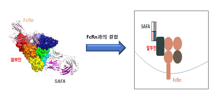 이미지: SAFA(SL335)-알부민 결합체의 FcRn 결합 모식도