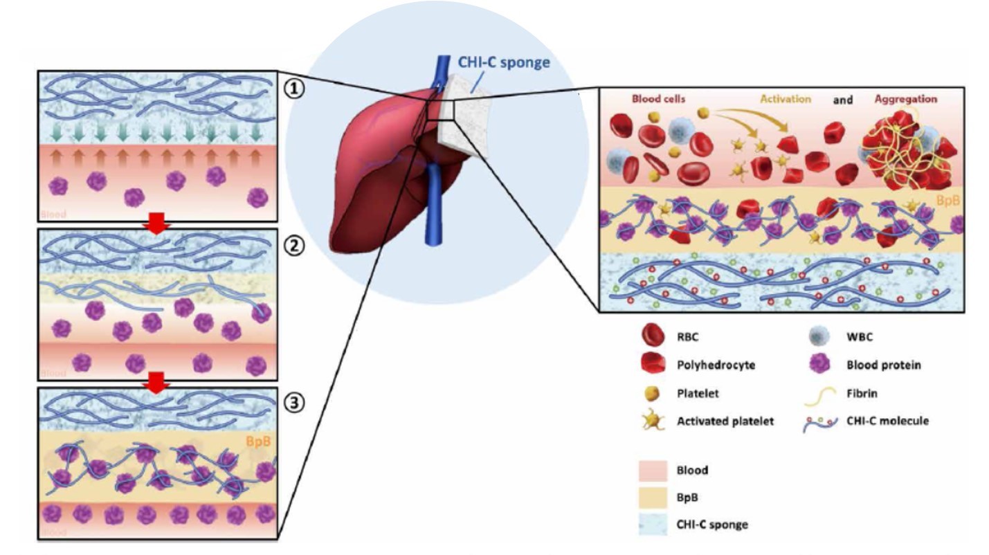 이미지: 논문 게재 자료(Science Advances)