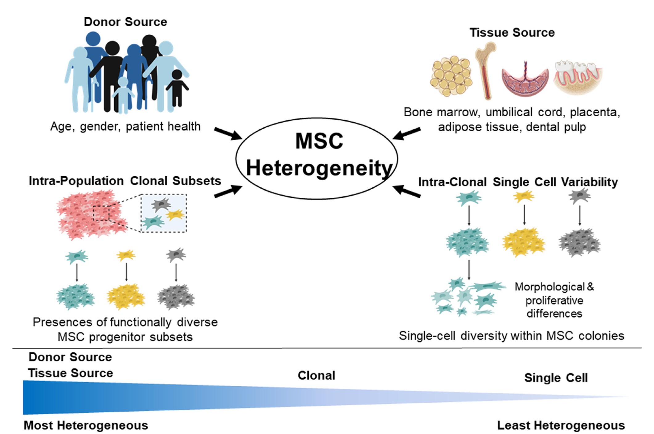 이미지: Factors contributing to MSC intrinsic biological heterogeneity