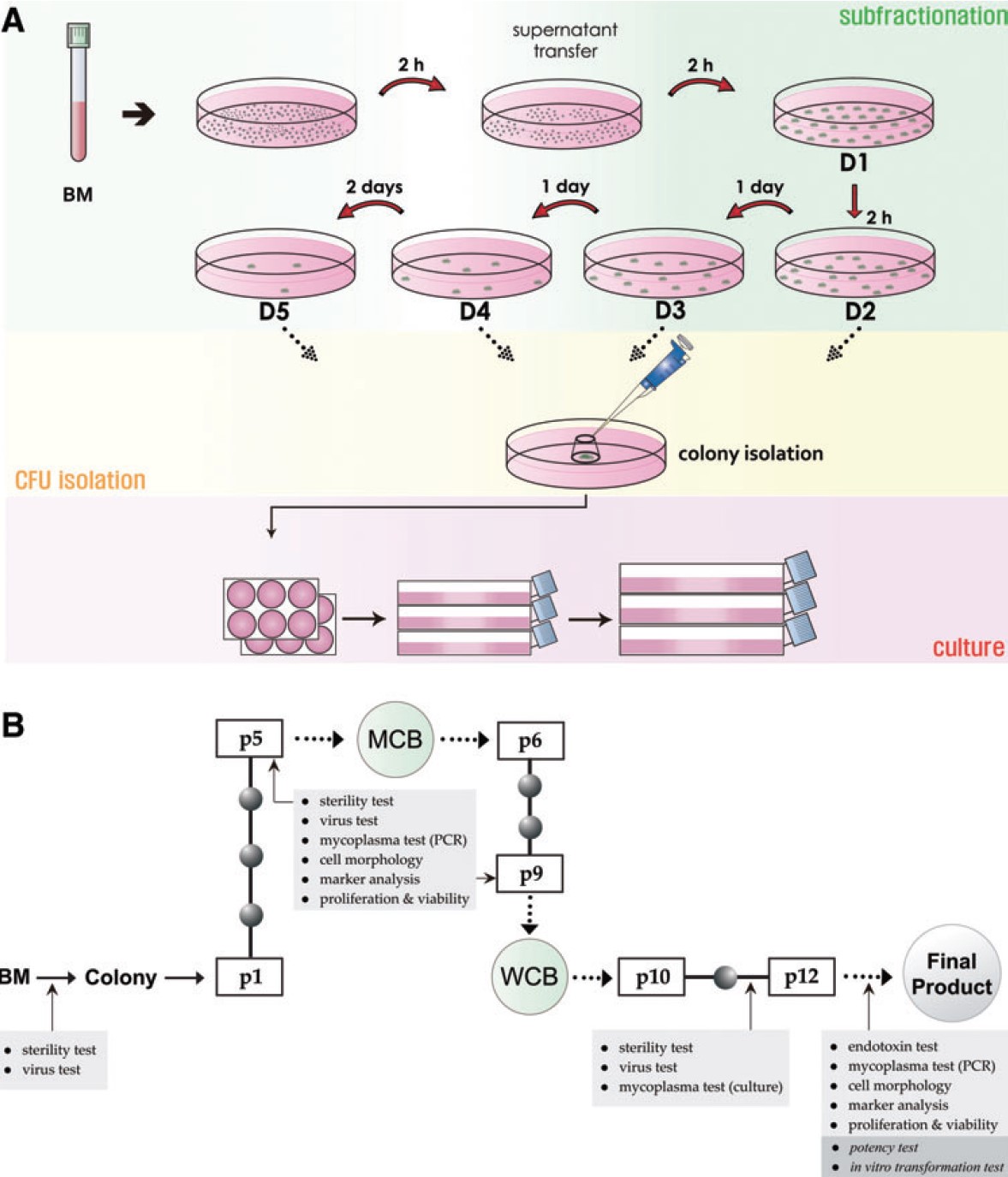 이미지: Schematic representation of clinical-grade cMSC production and quality control processes in a good