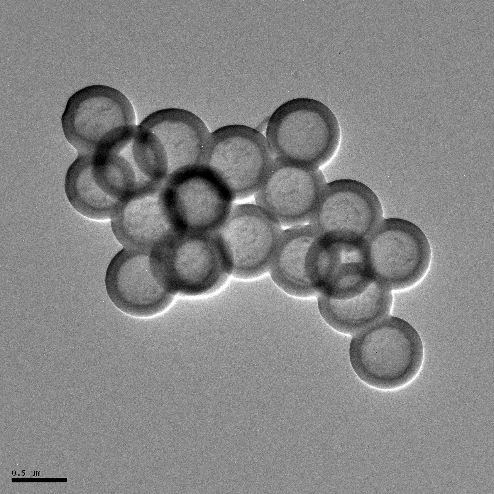 이미지: ［700nm 중공 silica］