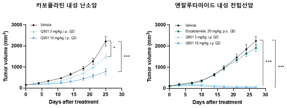 이미지: [내성암 모델에서 Q901의 항암 효과]