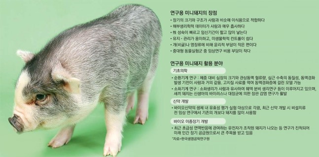이미지: 연구용 미니돼지의 이용