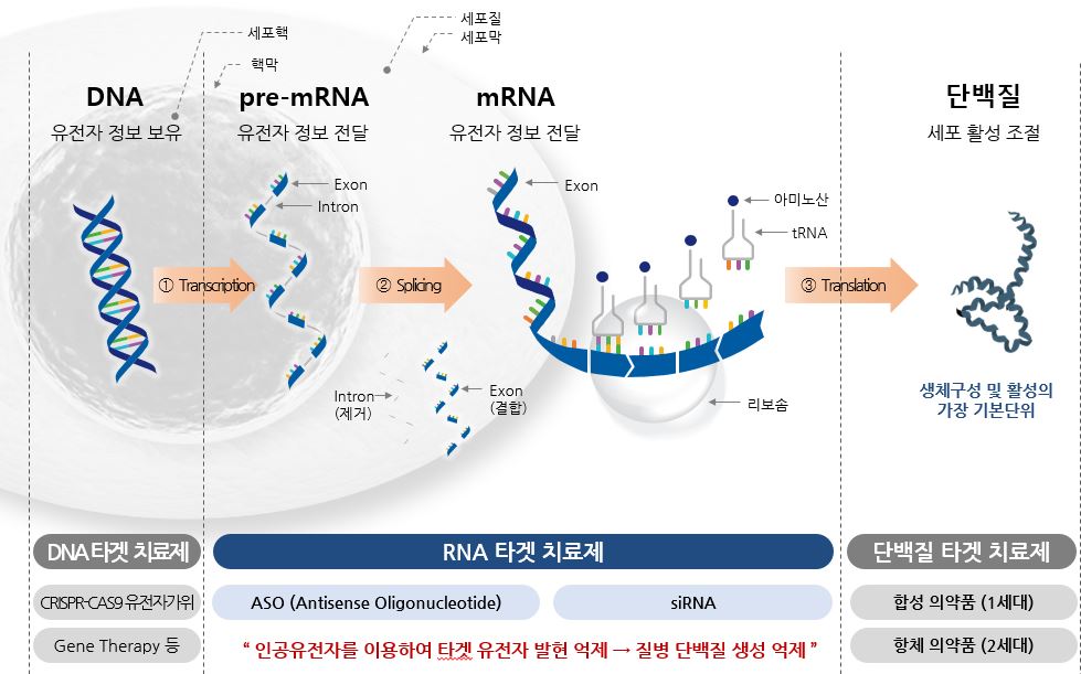 이미지: 단백질 생성 과정