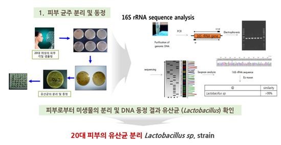 이미지: 그림4_피부상재균 분석법을 통해 발견한 20대 피부 유산균