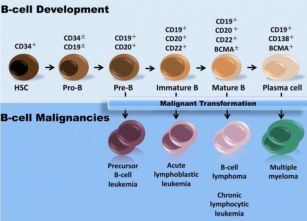 이미지: B cell 분화단계에 따른 CD19 발현 및 관련 암질환