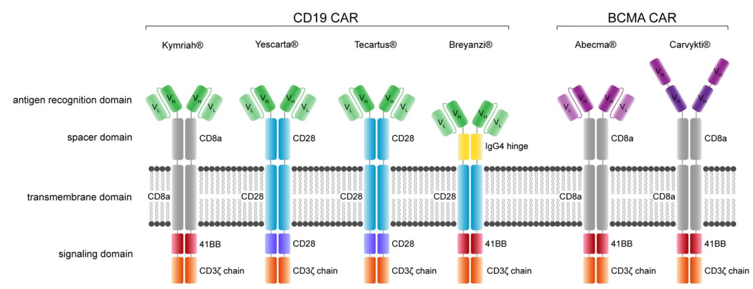이미지: FDA 승인 CAR-T 치료제