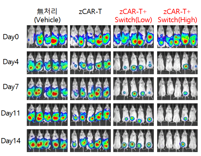 이미지: zCAR-T 동물실험