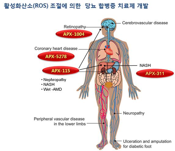 이미지: [활성화산소(ROS)조절에 의한 당뇨합병증 치료제 개발]