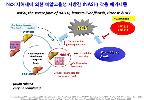 이미지: [Nox 저해제에 의한 비알코올성 지방간(NASH) 작용 메카니즘]