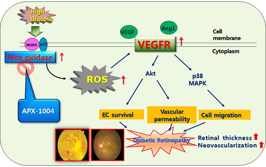 이미지: [Nox 저해제에 의한 당뇨망막병증 및 황반변성 작용 메카니즘]