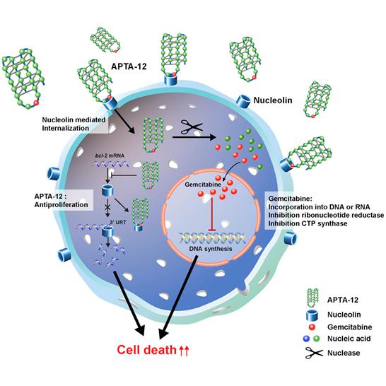 이미지: [Apta-12의 nucleolin 타겟 선택적 항암작용 메카니즘]