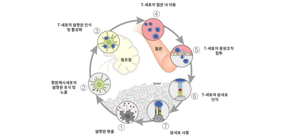 이미지: 종양 면역주기