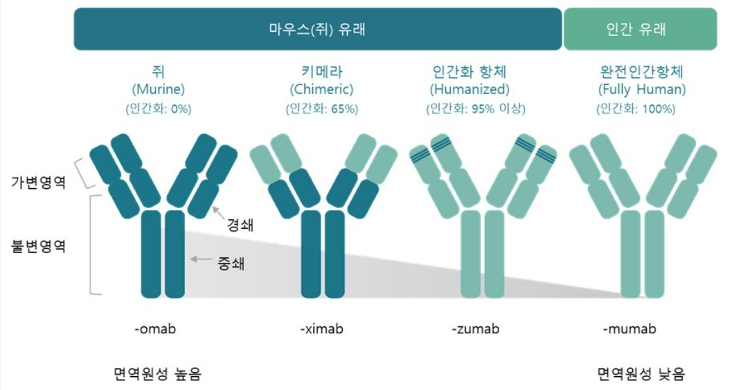 이미지: 항체의약품 기술의 발전