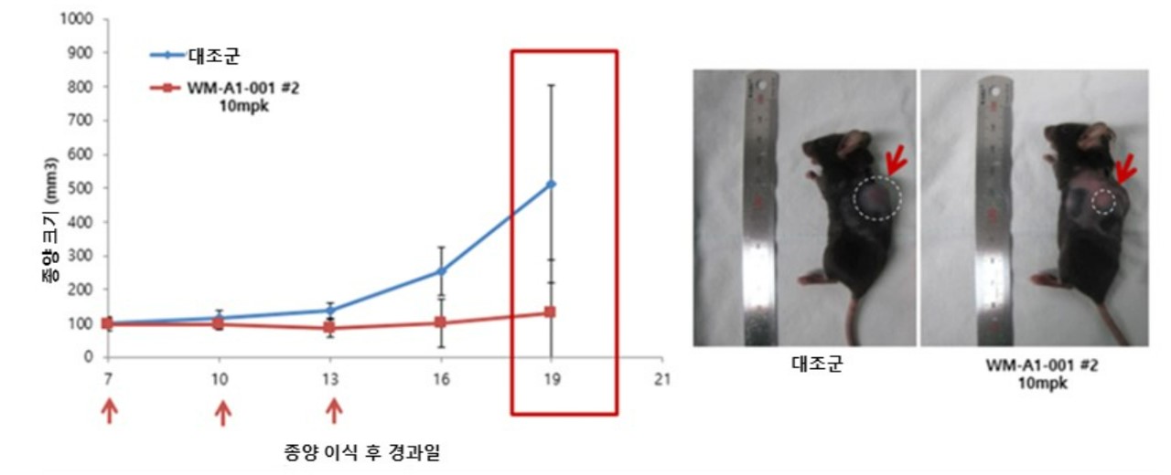 이미지: 마우스 폐암 모델에서 AR044 (WM-A1)의 항암 효능