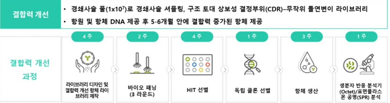 이미지: 항체 결합력 개선 서비스