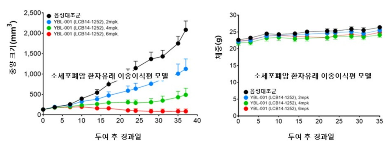 이미지: 소세포성 폐암 환자 유래 이종이식편(PDX) 종양 마우스 모델에서 YBL-001의 항암 효능