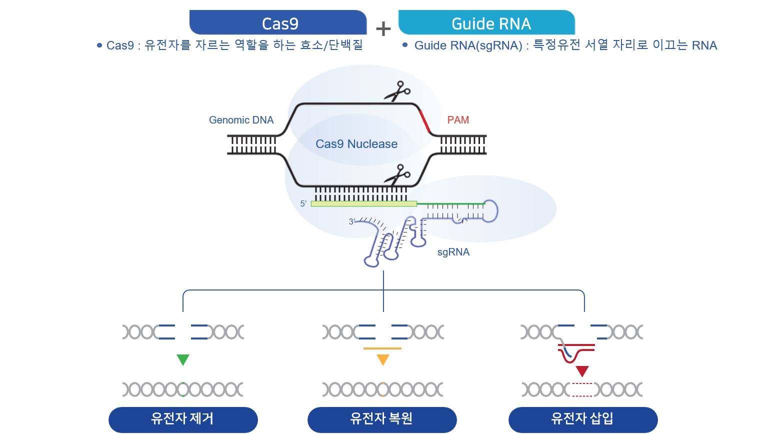 이미지: CRISPR 유전자가위 기술 개요