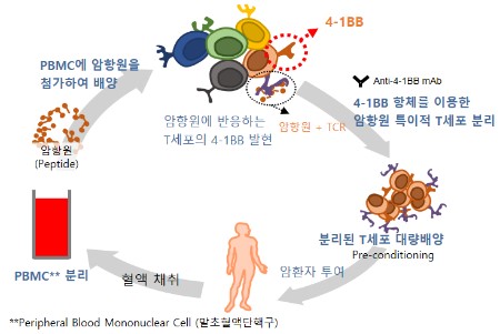 이미지: [4-1BB를 이용한 암항원 특이적 T세포 분리 및 대량 배양]