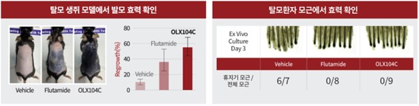 이미지: OLX104C 비임상 효력시험 결과