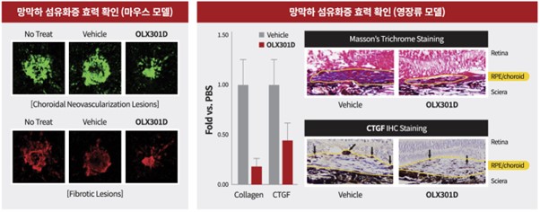 이미지: OLX301D 비임상 효력시험결과