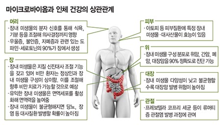 이미지: 마이크로바이옴과 인체건강의 상관관계(출처: 매일경제)