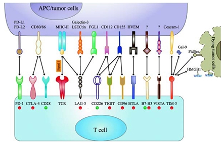 이미지: 면역관문억제제 종류(출처: Molecular Cancer)