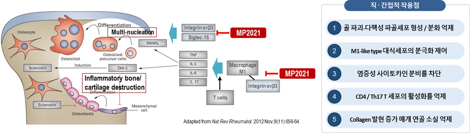 이미지: MP2021의 직간접적 작용점