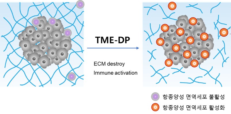 이미지: TME-DP 작용 효과