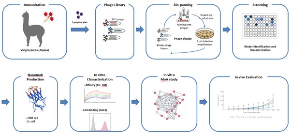 이미지: 샤페론의 나노바디 전주기 플랫폼 현황