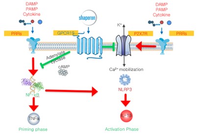 이미지: 샤페론의 gpcr19 agonist 기전