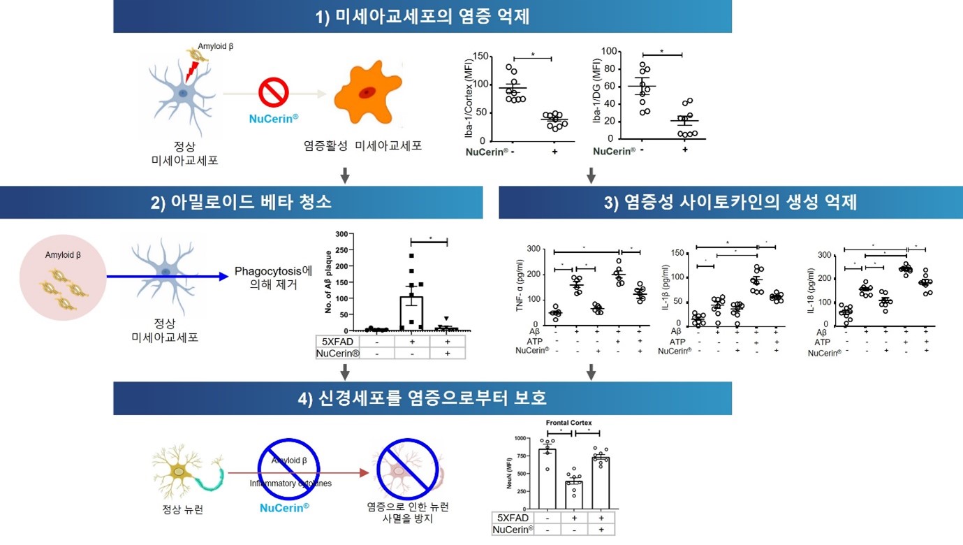 이미지: NuCerin의 미세아교세포에 의한 신경염증 억제 프로세스