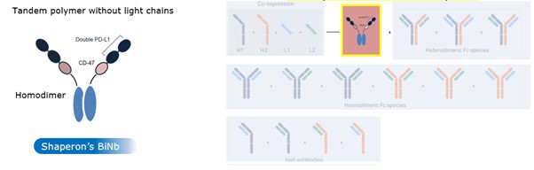 이미지: Papiliximab 의 구조