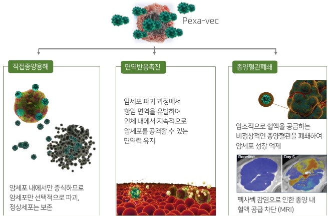 이미지: 펙사벡 주요기전