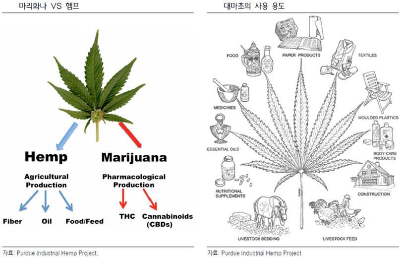 이미지: 마리화나와 햄프의 비교