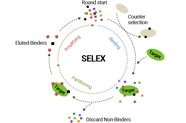 이미지: 압타머 SELEX 과정 모식도