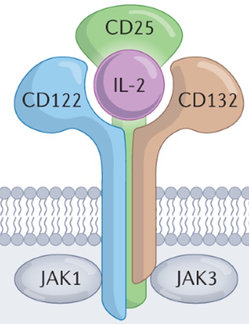 이미지: CD25 타겟구조
