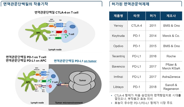 이미지: 면역관문단백질의 작용기작(왼쪽) 및 허가된 면역관문억제제(오른쪽)