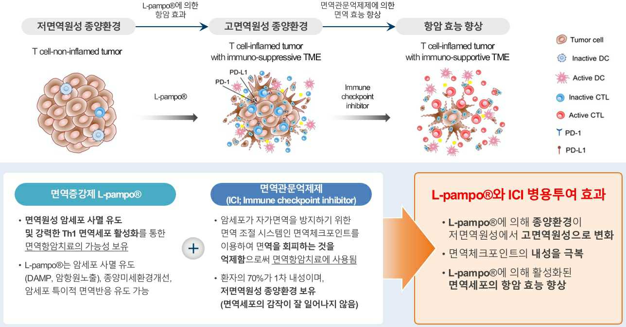 이미지: 면역증강제 L-pampo®와 면역관문억제제 병용투여시 예상 효과