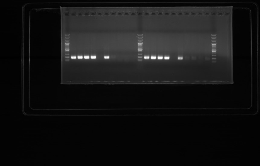 이미지: 기존pcr