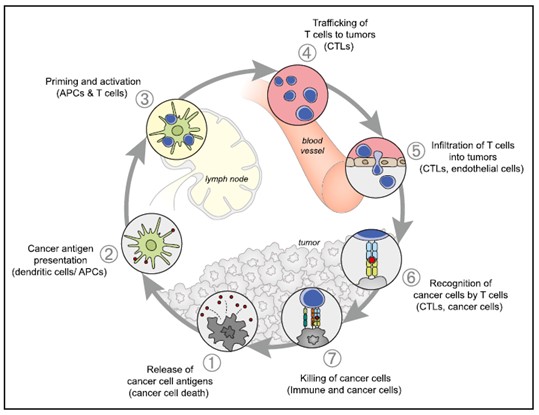 이미지: [암-면역 주기 (cancer-immunity cycle)]