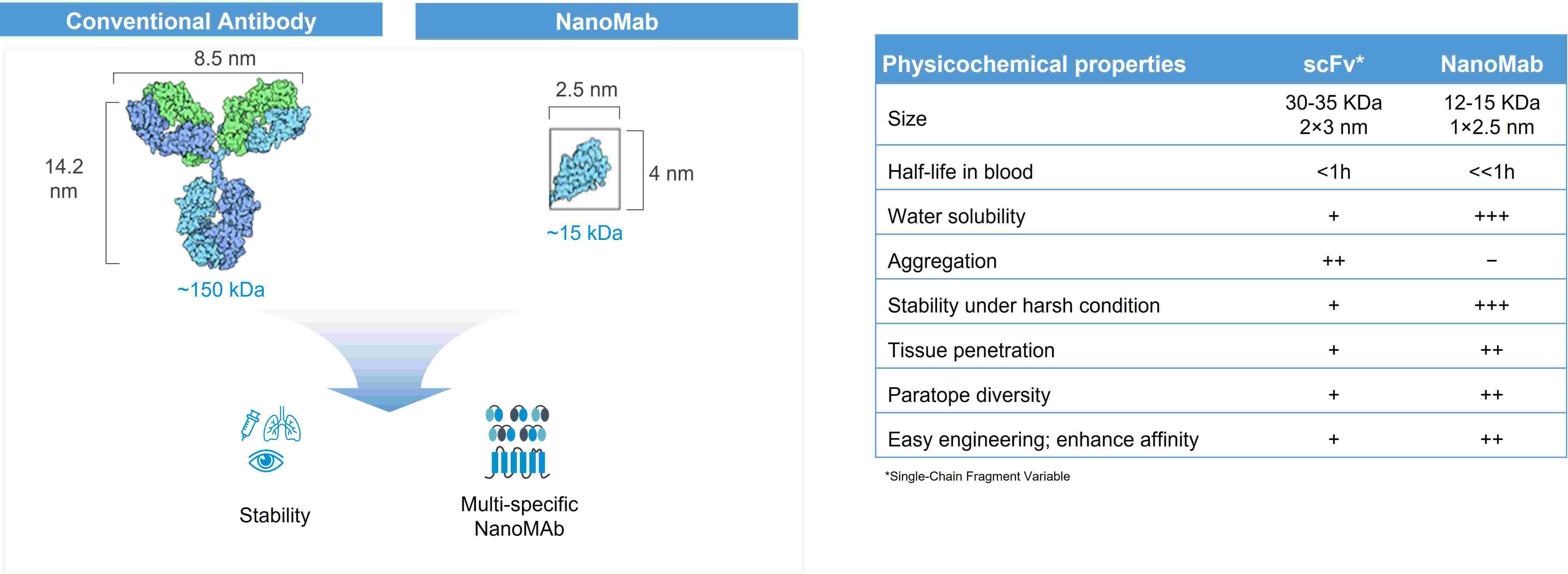 이미지: NanoMab의 우수하고 안정적인 물리화학적 특성