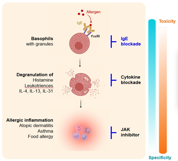 이미지: IgE, 사이토카인 및 JAK inhibitor의 기전적 차이