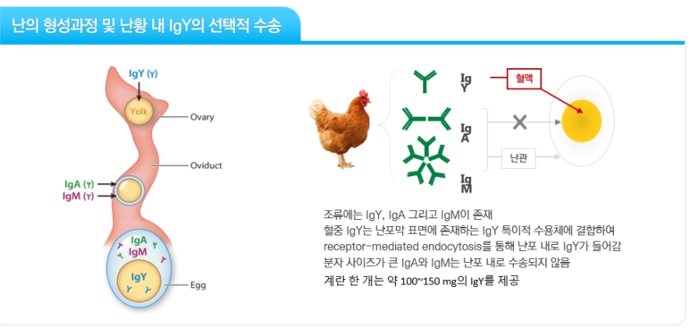 이미지: 난의 형성과정 및 난황 내 IgY의 선택적 수송