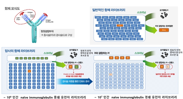 이미지: [항체 라이브러리(HuDVFab) 개요도]