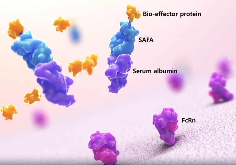 이미지: [SAFA(SL335)-알부민 결합체의 FcRn 결합 모식도]