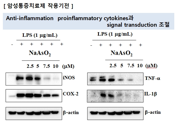 이미지: 신약 암성통증 작용기전