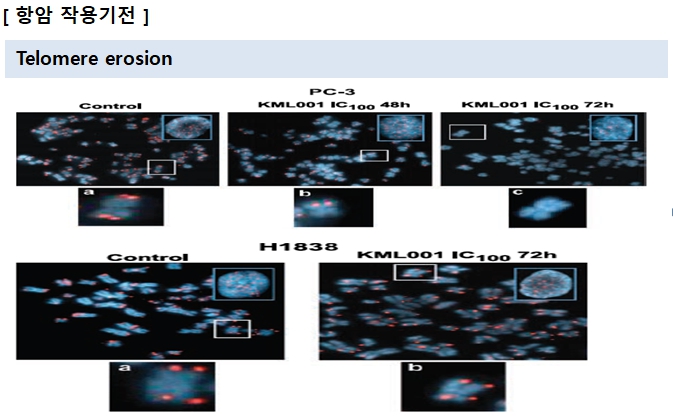 이미지: 신약 항암 작용기전