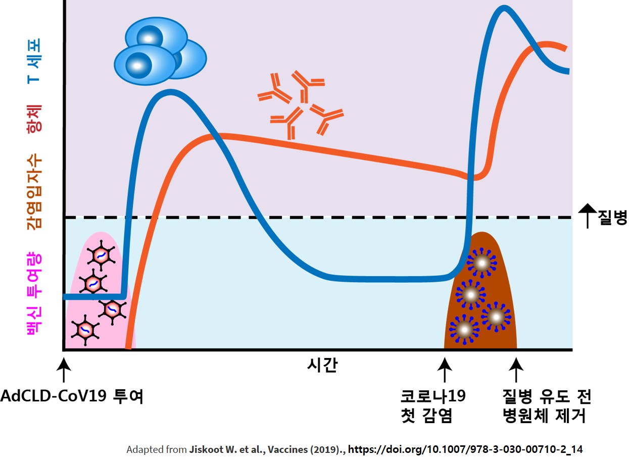 이미지: 회사-다-그림6. adcld-cov19의 코비드-19 예방 효력