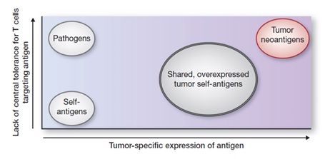 이미지: Neo-antigen의 항원성과 특이성 (cancer immunology research 2013)